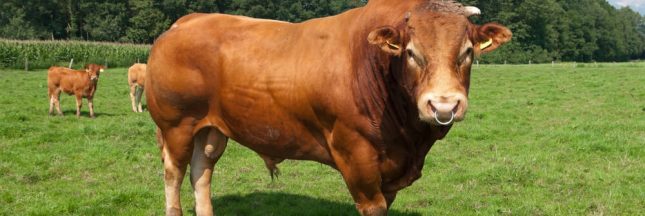 Les bouchers obligés de s’adapter face au bétail génétiquement modifié