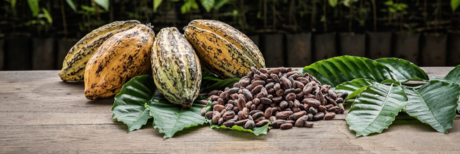 Le cacao d’Équateur est-il dangereux pour la santé ?
