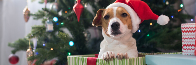 Pourquoi Ne Faut Il Pas Offrir Un Animal De Compagnie A Noel