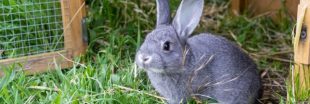 Cinq questions à Jean-Louis Chevalier, éleveur de lapins à Beaupréau