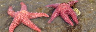 Décimées par un virus mortel, les étoiles de mer se sont adaptées génétiquement