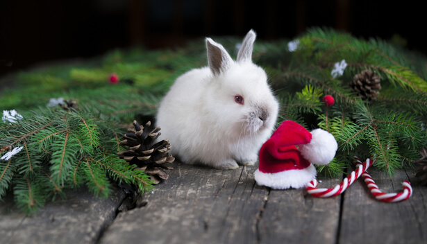 Pourquoi Ne Faut Il Pas Offrir Un Animal De Compagnie A Noel