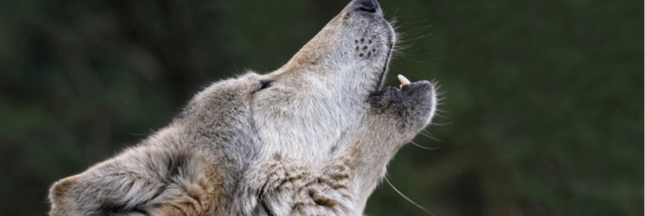 Comment réintroduire le loup tout en protégeant les troupeaux ?