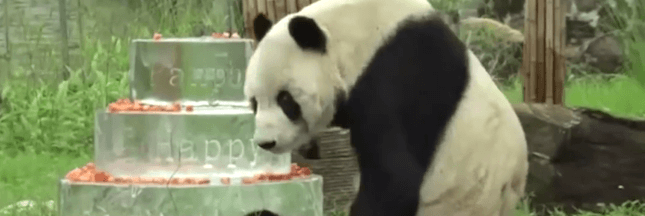L’héritage d’un panda incroyablement doué pour le sexe