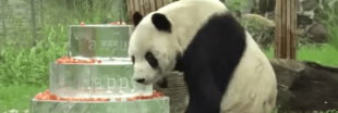 L'héritage d'un panda incroyablement doué pour le sexe