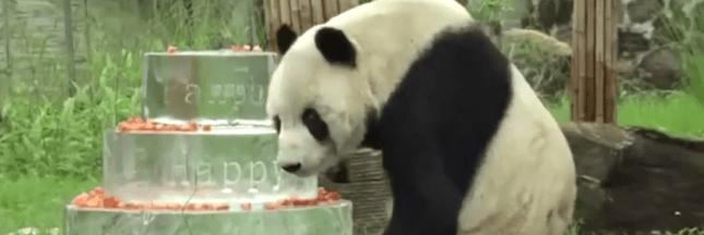 L'héritage d'un panda incroyablement doué pour le sexe