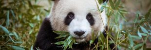 L'étonnant recyclage des crottes de panda en Chine