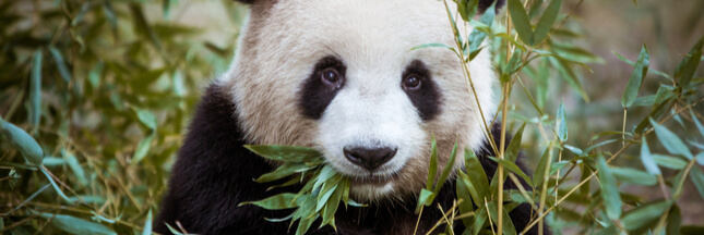 L’étonnant recyclage des crottes de panda en Chine