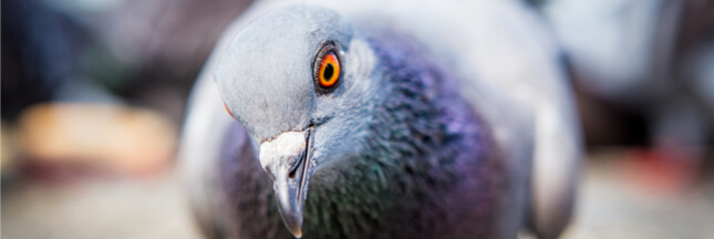 Près de 10.000 pigeons euthanasiés à Orchies
