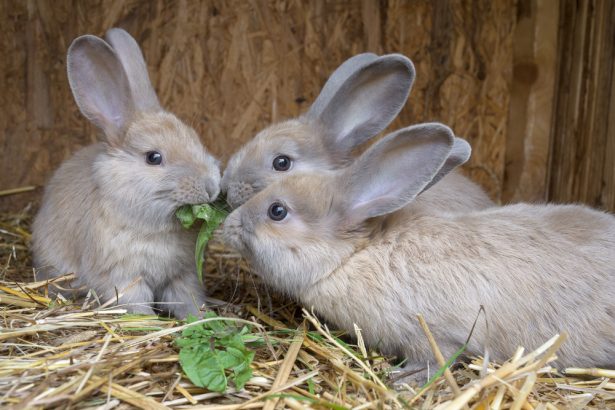 lapins élevage