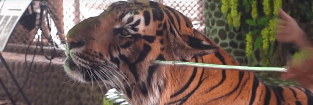 Tigre maltraité en Thaïlande : la vérité cruelle derrière les selfies animaliers