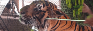 Tigre maltraité en Thaïlande : la vérité cruelle derrière les selfies animaliers