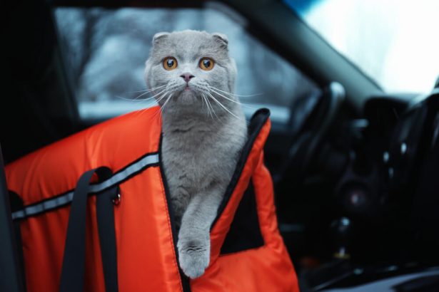 voyager avec son chien ou son chat