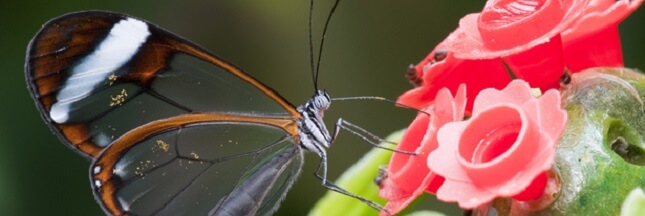 Greta Oto papillon translucide