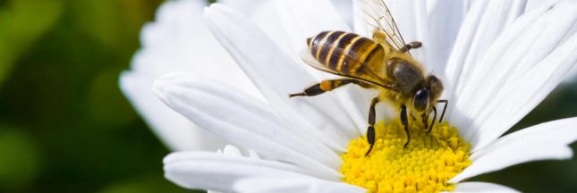 Déclin des pollinisateurs : une consultation publique est lancée