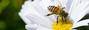 Déclin des pollinisateurs : une consultation publique est lancée