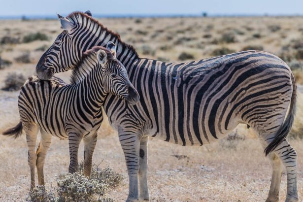 animaux d'Afrique, guerres