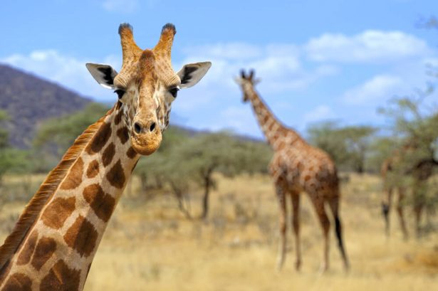 animaux d'Afrique, guerre