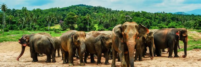 Les animaux d’Afrique, victimes collatérales des conflits