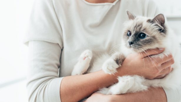 argent colloidal animaux