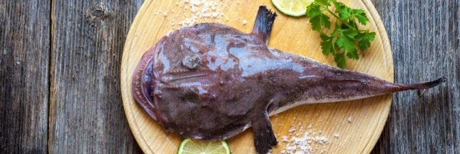 La baudroie ou lotte de mer