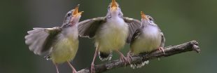 La pollution sonore empêche les oiseaux de chanter
