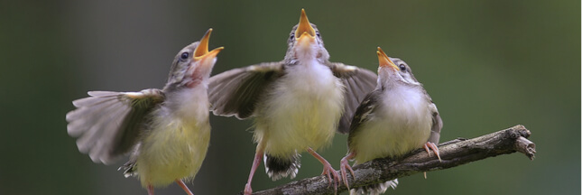 La pollution sonore empêche les oiseaux de chanter