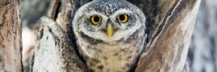 Les chouettes, victimes collatérales des exploitations illicites de cannabis