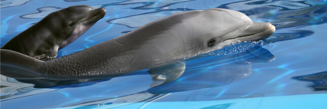 Le Conseil d’État annule l’interdiction de la reproduction des dauphins en captivité