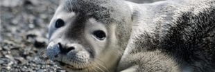 Les animaux marins, victimes des tempêtes de l'hiver