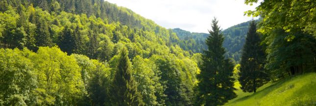 L’Angleterre va planter 50 millions d’arbres pour créer une gigantesque forêt