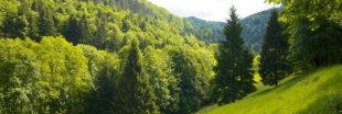 L'Angleterre va planter 50 millions d'arbres pour créer une gigantesque forêt