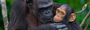 Une proposition inédite pour protéger les grands singes