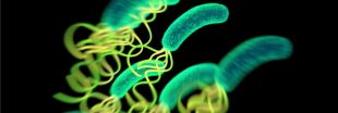 Helicobacter pylori, une bactérie à l'origine de cancers d'estomac