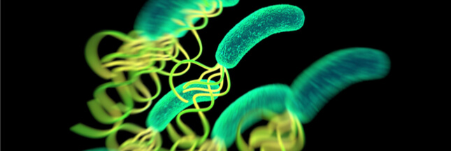 Helicobacter pylori, une bactérie à l’origine de cancers d’estomac