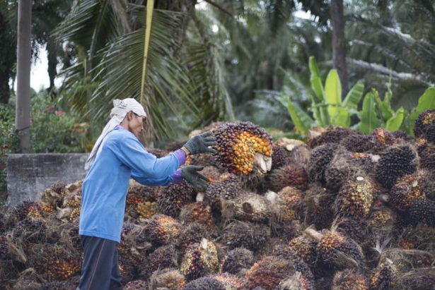 huile de palme