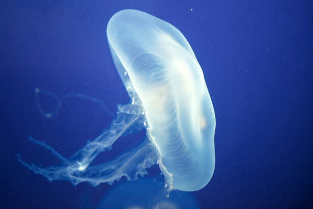 meduse animal translucide