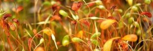 Découverte : une mousse dépolluante contre le plomb dans les nappes phréatiques