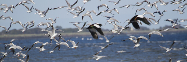 Les oiseaux aquatiques eux-aussi, préfèrent les pays bien gouvernés