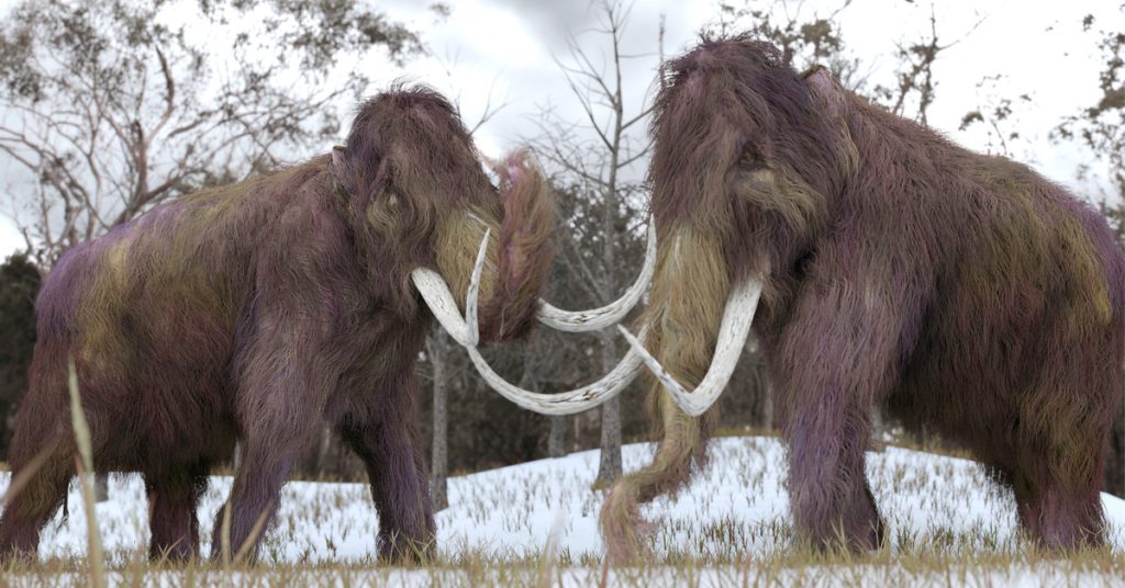Pleistocene Park : grands herbivores et mammouths contre le réchauffement climatique ?