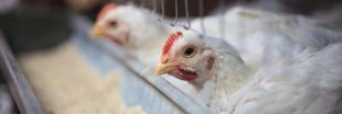 Vers un nouveau scandale de poulets contaminés au Royaume-Uni ?