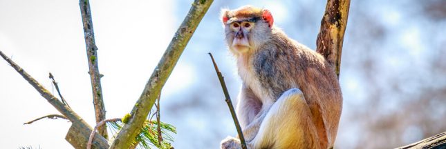 13 singes périssent dans l’incendie d’un parc animalier en Angleterre
