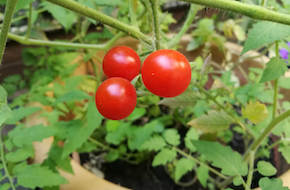 Plante-intérieur-tomate