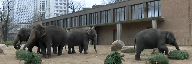 Parfois, une fois la fête finie, les sapins finissent au zoo