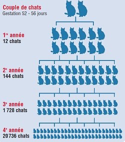 stérilisation chats, belgique