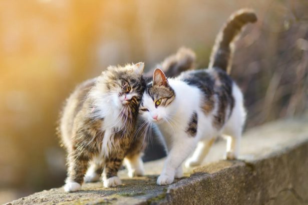 stérilisation chats, belgique