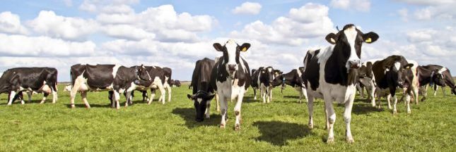 La bouse de vache pourrait rapporter gros aux agriculteurs