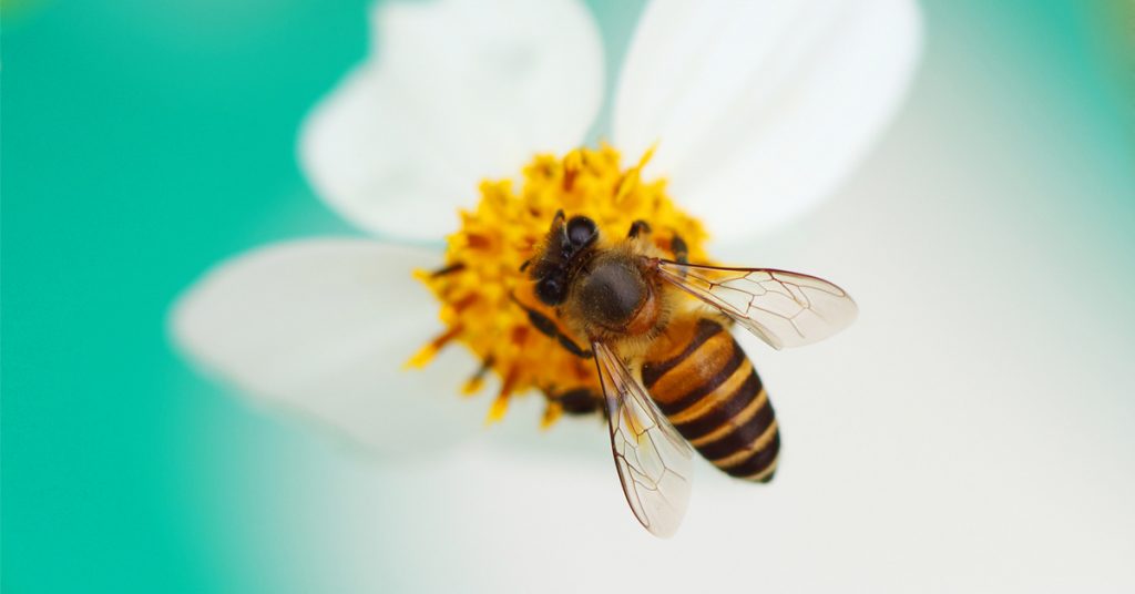 Abeilles domestiques et abeilles sauvages : la compétition des ressources