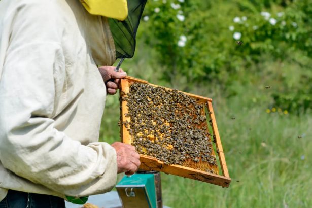 abeilles domestiques