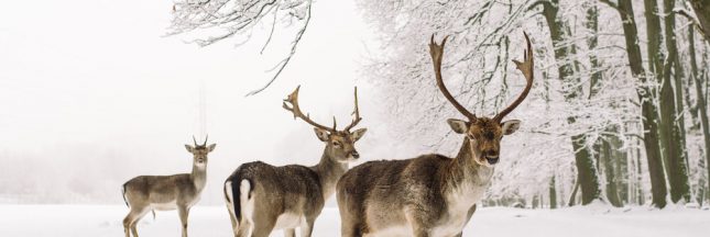 La transformation des paysages menace les migrations animales